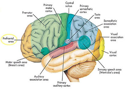 hersenen.jpg